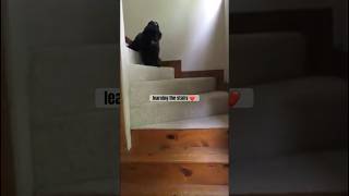 bouvier puppy learning stairs shorts funnydogs stairs funny doglover disney [upl. by Irem]