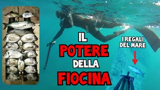 Pescasub IL POTERE DELLA FIOCINA  Spearfishing [upl. by Reames648]