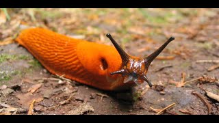 Lutilité des limaces au Jardin [upl. by Roybn]