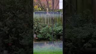 Rat Collects Huge Pieces of Food From Bird Feeder  1385406 [upl. by Holbrooke]