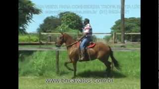 APRESENTAÇÃO DOS ANIMAIS DO HARAS SANTA LÚCIA [upl. by Trebled]