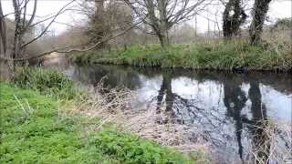 Trouting Time  Fishing The River Wandle [upl. by Vena288]