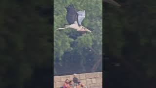 Marabou stork flying  birds of prey show  jungle park tenerife 4k [upl. by Ellenahs]