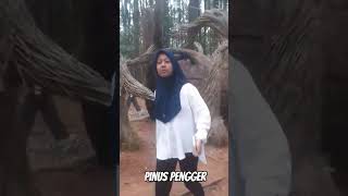 pinus Pengger piknik pinuspengger funny [upl. by Nylauqcaj]