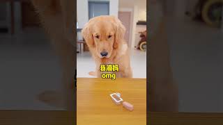 狗狗不爱吃药怎么办？What should dogs do if they dont like to take medicine [upl. by Modestine110]