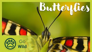 Butterfly habitats and conservation  Go Wild [upl. by Nebuer]