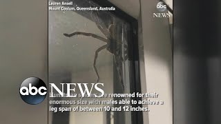 Hauntingly huge spider spotted in Australia [upl. by Horowitz]