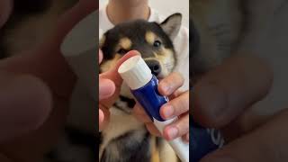 Shiba inu puppy 😍shiba dog funny [upl. by Ty]