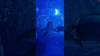 Aqua ZOO Tropicarium Hungary 🦈 [upl. by Netsyrc]