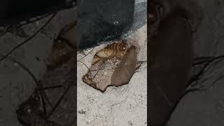 Termites in House  Termites  termites  termite  insects  Termite Flying  Termite insect [upl. by Furtek]