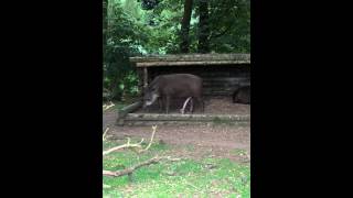 5 legged Tapir in Fota Wildlife Park [upl. by Abeu901]