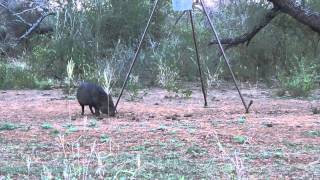 Bowhunting South Texas Javelina 22114 [upl. by Rudolfo]