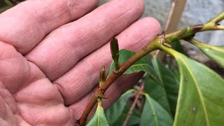 Cherry guava  Psidium Cattleianum  planted in ground showing new growth in May [upl. by Sabsay]