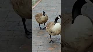 geesesounds goosesounds geesehonking goosehonking canadageesehonking geese [upl. by Mota185]