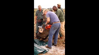 Why Are These Guys Cutting Off Rhinos Horn [upl. by Arrimat]