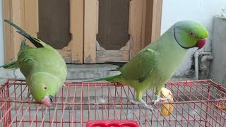 My Speaking Indian Ringneck Parrot [upl. by Audwin]