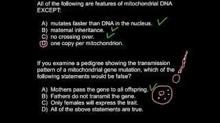 Mitochondrial dna inheritance [upl. by Nigle750]