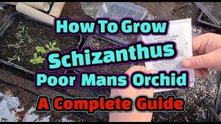 How to grow Schizanthus  Poor Mans Orchid a complete guide [upl. by Brandwein]