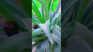 agave plant  how to agave plant  shorts viral Savita236 [upl. by Ykroc63]