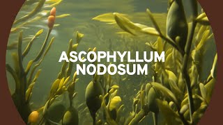 Ascophyllum nodosum  Forza10 [upl. by Inesita]