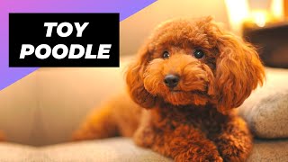 Poodle 🐶 One Of The Most Intelligent Dog Breed In The World poodle poodles poodlelover poodlepuppy poodlesoftiktok [upl. by Calypso]