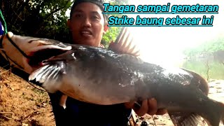 wild fishing Borneotangan sampai gemetaran strike baung sebesar ini [upl. by Lapotin435]