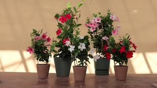 Sundaville® Mandevilla  Dipladenia Collection [upl. by Zelma]