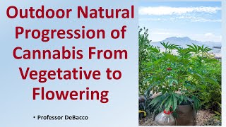 Outdoor Natural Progression of Cannabis From Vegetative to Flowering [upl. by Mayce]