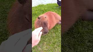 Do Crocodiles Eat CAPYBARA 😱 [upl. by Yar]