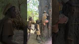 See how to climb baobab tree to find honey Hadzabe Tribe hadzabe africa hadzabetribe camel [upl. by Deryl]