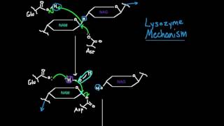 Lysozyme Mechanism [upl. by Ylurt]