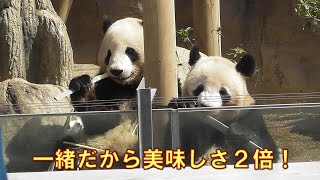 411双子パンダ朝から仲良く一緒に食べてた～独り立ちまであと４日～giantpanda tokyo 上野動物園 [upl. by Borries]