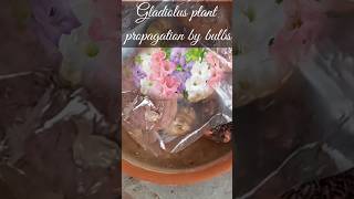 Gladiolus plant propagationplants monsoongarden outdoorplants [upl. by Hadwyn238]