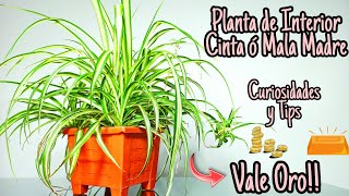 La Mejor Planta de interior MALA MADRE🌱Cuidados y CURIOSIDADES☘ [upl. by Lerner169]