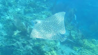 LOOE Key Reef Huge Reef Florida Keys must doo snorkeling Manta Ray black tip sharks have to do [upl. by Rosenblast]