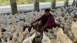 Pakistan Poultry Farm  Pakistan Production  Pakistan farming  part 50 [upl. by Vladi]