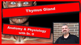 Thymus Gland Anatomy and Physiology [upl. by Orin]