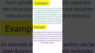 Explanation Of Centrioles  Example And Its Function centrioles [upl. by Reinert]