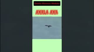 Akalaka  Emeka Morocco emeka highlife [upl. by Oreves]