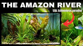 Amazon Inspired Echinodorus Only Aquarium Step by Step Aquascape Tutorial [upl. by Urina]