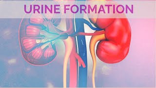 Urine formation Occurs in Nephron and involves three steps [upl. by Yragerg]