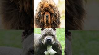 TIBETAN MASTIFF VS PITBULL [upl. by Auqenahc]