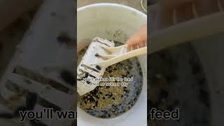 How to Ferment Feed P2 and save money short shortviral quails chickens [upl. by Ahseenak501]