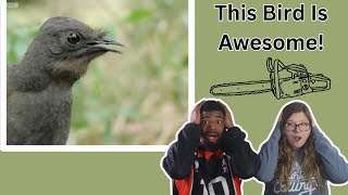 AMERICANS REACT TO Lyrebird Song  Attenborough AUSTRALIA [upl. by Aretahs]