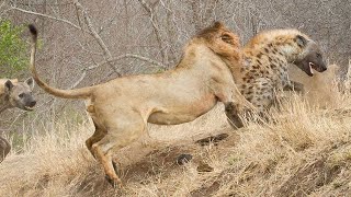 Lion attacks Hyena who wants to steal his food very hard Wild Animals Attack [upl. by Kenwee938]