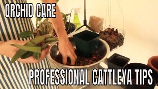 Repotting Potting Up and Transplanting Cattleya Orchids  A StepbyStep Tutorial [upl. by Lepine]