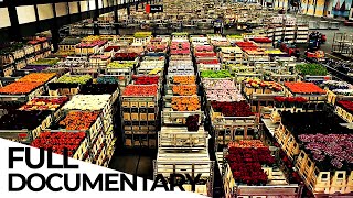 Billion Dollar Flower Market  ENDEVR Documentary [upl. by Chesna]