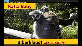 Ein Katta Baby im Zoo Augsburg [upl. by Chiou788]