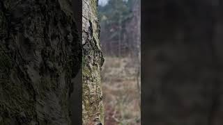 Silver Birch Walk Way amp Sneak Peak of Deer Forest of Dean [upl. by Adym]