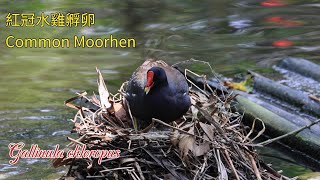 【4K】紅冠水雞孵卵 Common Moorhen Hatching eggsGallinula chloropus [upl. by Bekelja]